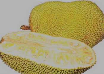 Politik Belah Nangka