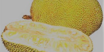 Politik Belah Nangka