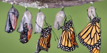 Kupu-kupu yang Malang