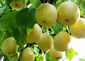 Pohon Pir di Empat Musim