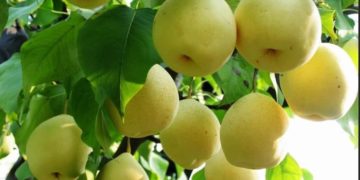 Pohon Pir di Empat Musim