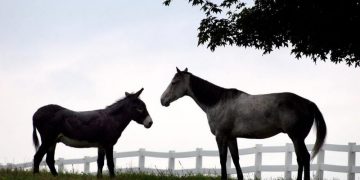 Jurus Diam Ala Ibnu Sina