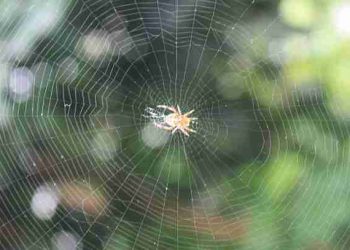 Refleksi Sarang Laba-laba dalam al~Qur’an