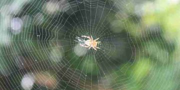 Refleksi Sarang Laba-laba dalam al~Qur’an