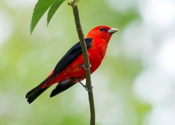 Tiga Nasehat Seekor Burung