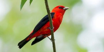 Tiga Nasehat Seekor Burung