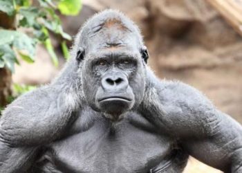 Gorila yang Konyol