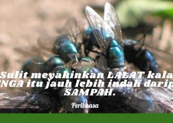 Sulit Meyakinkan Lalat
