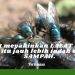 Sulit Meyakinkan Lalat