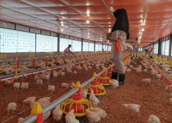 Didampingi UMSU, SNAKMA Muhammadiyah Tanjung Anom Siap Jadi Kawahcandradimuka Peternak Tangguh