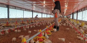 Didampingi UMSU, SNAKMA Muhammadiyah Tanjung Anom Siap Jadi Kawahcandradimuka Peternak Tangguh