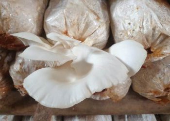 Prospek Jamur Tiram Menjanjikan, PPM UMSU Gandeng Petani di Medan Denai