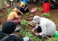 PDA Tuban Mulai Distrubusikan Bibit Sayur