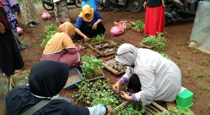 PDA Tuban Mulai Distrubusikan Bibit Sayur