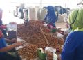 Komoditas Rempah Sumut Makin Laris di Pasar Global