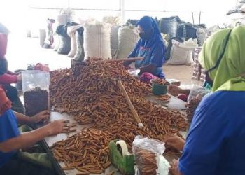 Komoditas Rempah Sumut Makin Laris di Pasar Global
