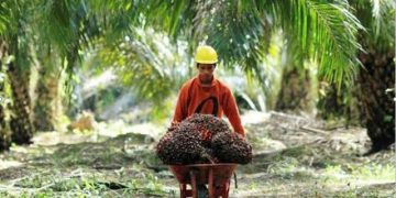 Mengapa Harga Minyak Goreng Harus Naik?