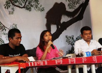 Orangutan Tetap di Hutan, Tidak Perlu Ada Penagkaran