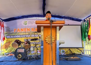 Wujudkan Kedaulatan Pangan, MPM PWM Jatim dan Jatam Tuban Gelar Panen Raya Padi Sehat