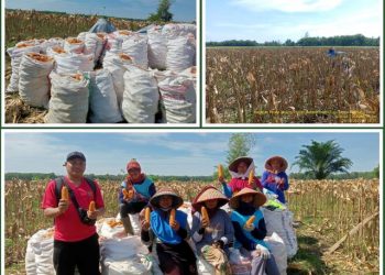 Bergerak Berdampak PPEP OKU Timur Panen Raya Jagung