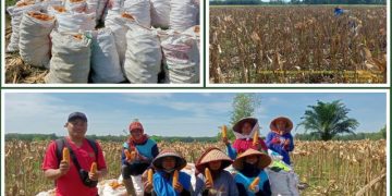 Bergerak Berdampak PPEP OKU Timur Panen Raya Jagung