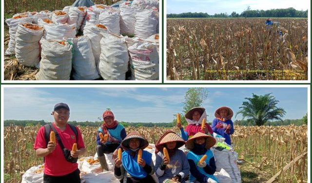 Bergerak Berdampak PPEP OKU Timur Panen Raya Jagung