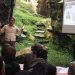 BBTNGL Ungkap Faktor Konflik 2 Harimau Sumatera di Langkat dan Gayo Lues