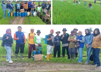 BPP BMR Kawal Peningkatan Produksi Pertanian OKU Timur