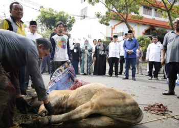 Iduladha 1444 H, UMSU Sembelih 58 Ekor Hewan Kurban