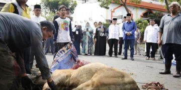 Iduladha 1444 H, UMSU Sembelih 58 Ekor Hewan Kurban
