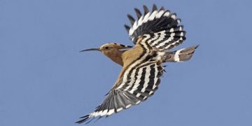 Burung Hu-hud dalam al~Qur’an