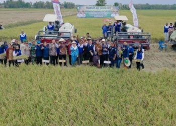 Meski El Nino Melanda, OKU Timur Panen Raya IP 300