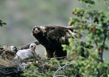 Nasihat Elang pada Anaknya