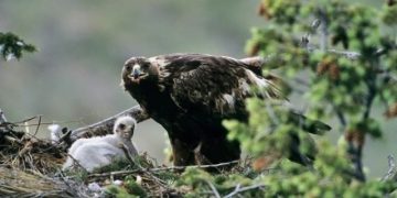 Nasihat Elang pada Anaknya