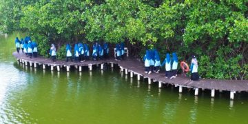 Jaga Ekosistem Alam, Siswa-siswi Kelas 7 SMP Muhammadiyah PK Solo Tanam Bibit Mangrove