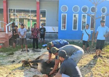 SMK Pelayaran Muhammadiyah Tuban Laksanakan Penyembelihan Hewan Kurban
