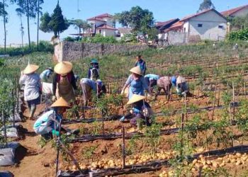 Sayur Sehat Muhammadiyah Harapan Baru Para Petani