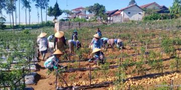 Sayur Sehat Muhammadiyah Harapan Baru Para Petani
