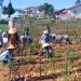 Sayur Sehat Muhammadiyah Harapan Baru Para Petani