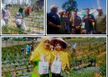 Panen Raya Sayur Sehat Muhammadiyah Tingkatkan Minat Bertani Generasi Muda