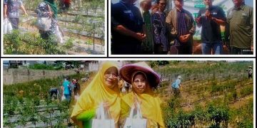 Panen Raya Sayur Sehat Muhammadiyah Tingkatkan Minat Bertani Generasi Muda