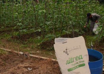Foto: Memberikan Pupuk Urea