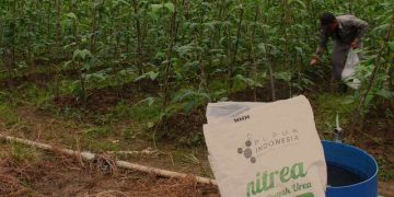 Foto: Memberikan Pupuk Urea