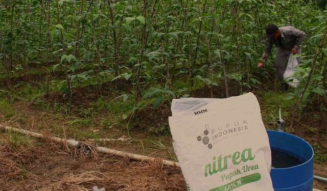 Foto: Memberikan Pupuk Urea