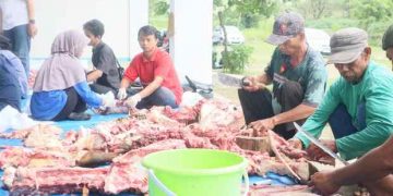 Kampus TMU Laksanakan Kurban, Mahasiswa Turun Tangan