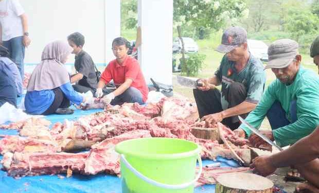 Kampus TMU Laksanakan Kurban, Mahasiswa Turun Tangan