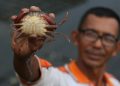 Foto: Peternak Budidaya Kepiting Lunak