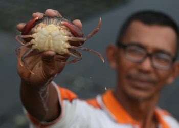 Foto: Peternak Budidaya Kepiting Lunak
