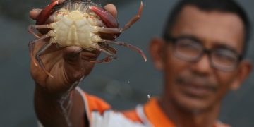 Foto: Peternak Budidaya Kepiting Lunak
