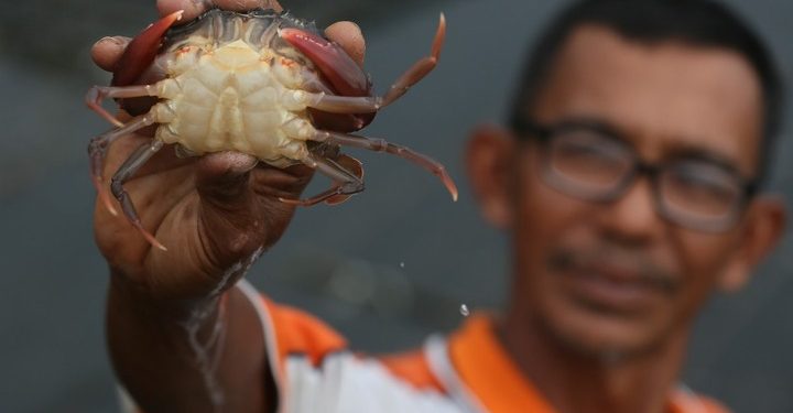 Foto: Peternak Budidaya Kepiting Lunak